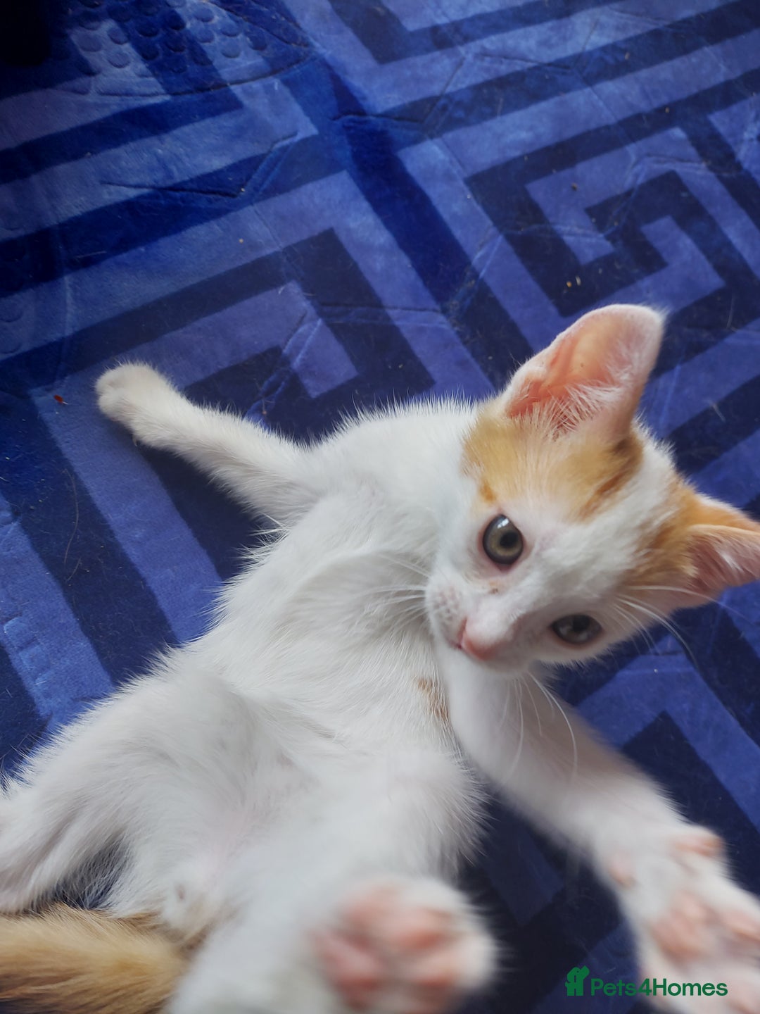 Mixed Breed cats for sale: Beautiful little boy  - Image 3