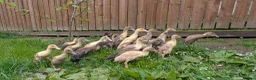 Ducks poultry for sale: Indian runner ducklings in Wishaw - Advert 3