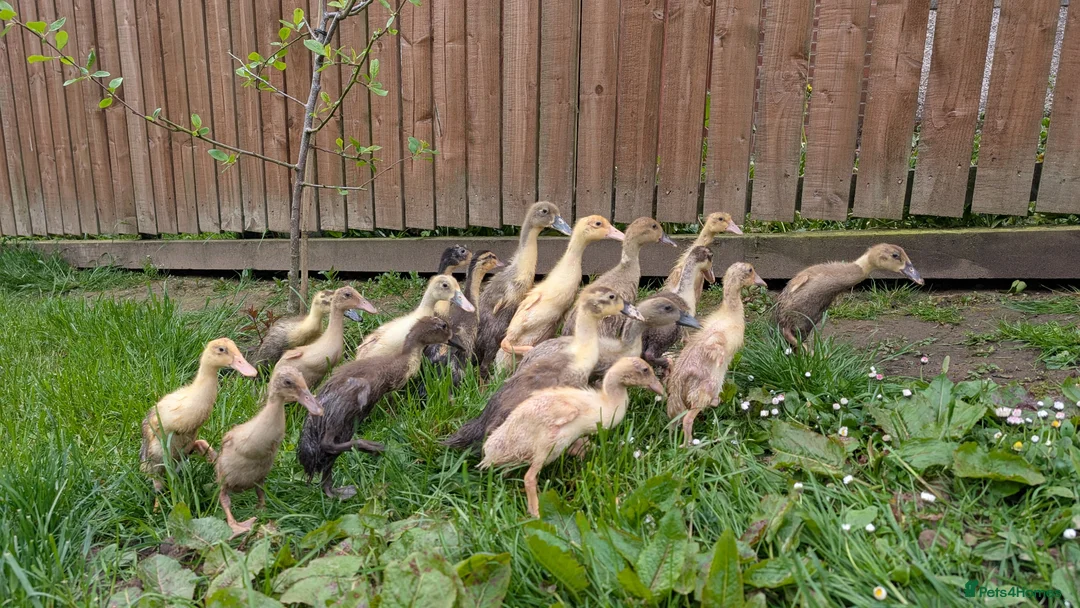 Ducks poultry for sale: Indian runner ducklings in Wishaw - Advert 3