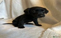 Labrador Retriever dogs for sale: Black labradors for sale⭐️⭐️⭐️ - Image 2