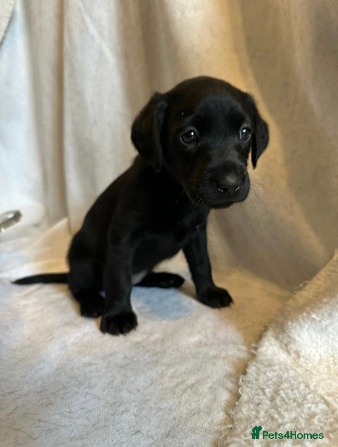 Labrador Retriever dogs for sale: Black labradors for sale⭐️⭐️⭐️ - Image 2