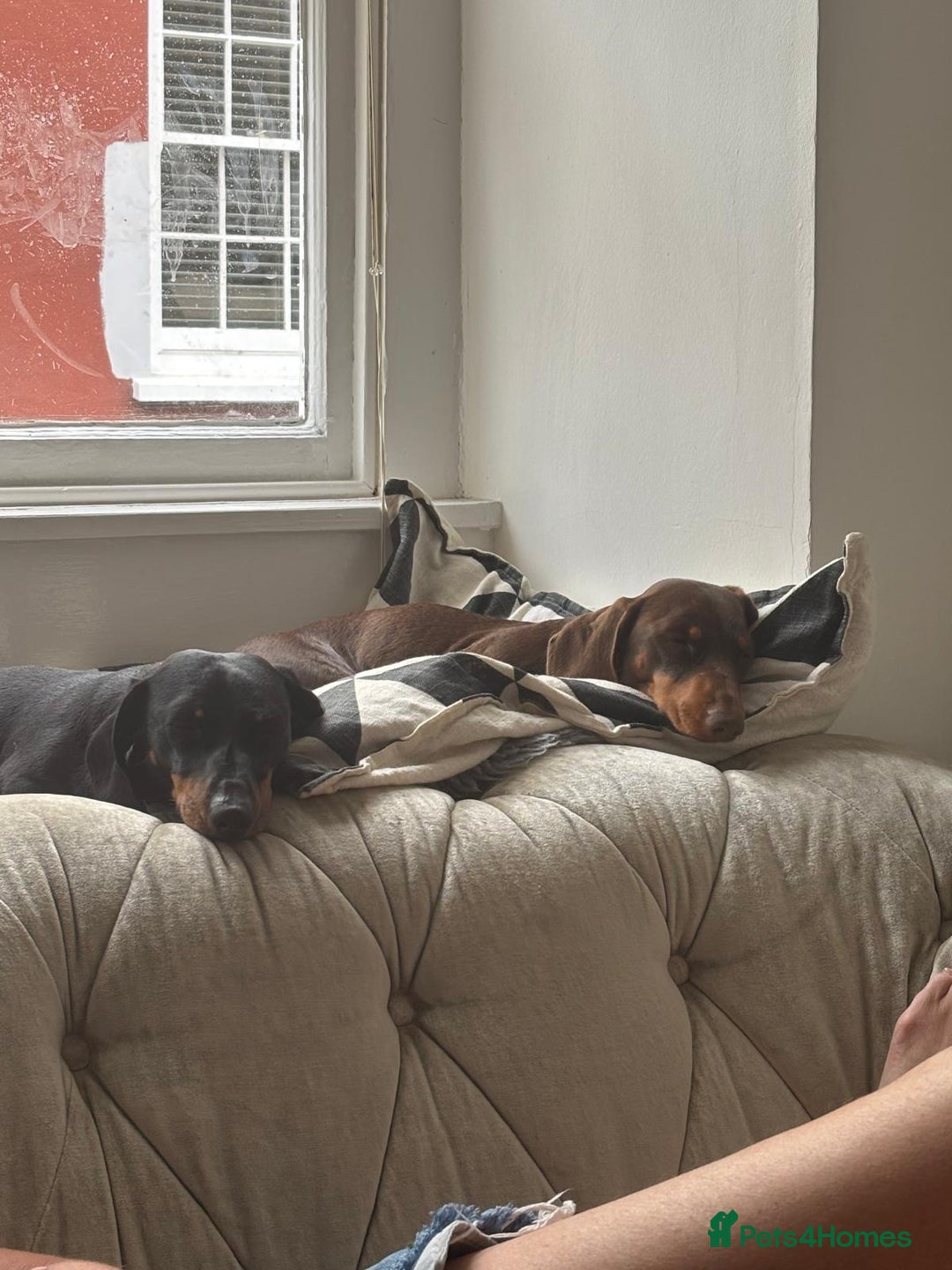 Miniature Dachshund dogs for sale: Beautiful KC miniature dachshund puppies - Advert 7