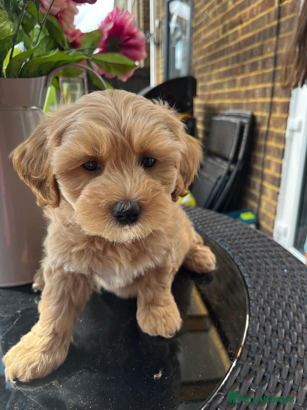 Maltipoo dogs for sale: Adorable Maltipoo  - Image 11