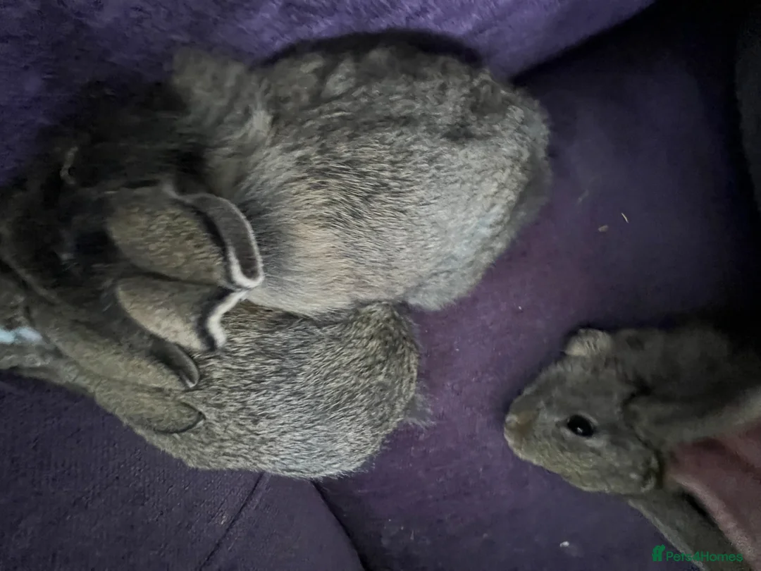 Mixed Breed rabbits for sale: Baby Rabbits for Sale - Advert 6