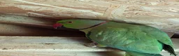 Ringnecks birds for sale: Bonded pair of ringnecks - Advert 2