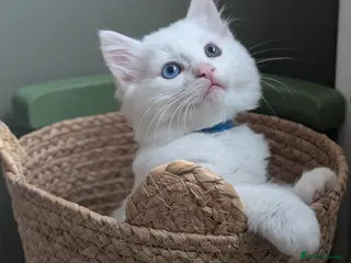 Mixed Breed cats One beautiful fluffy male kitten - Advert 3