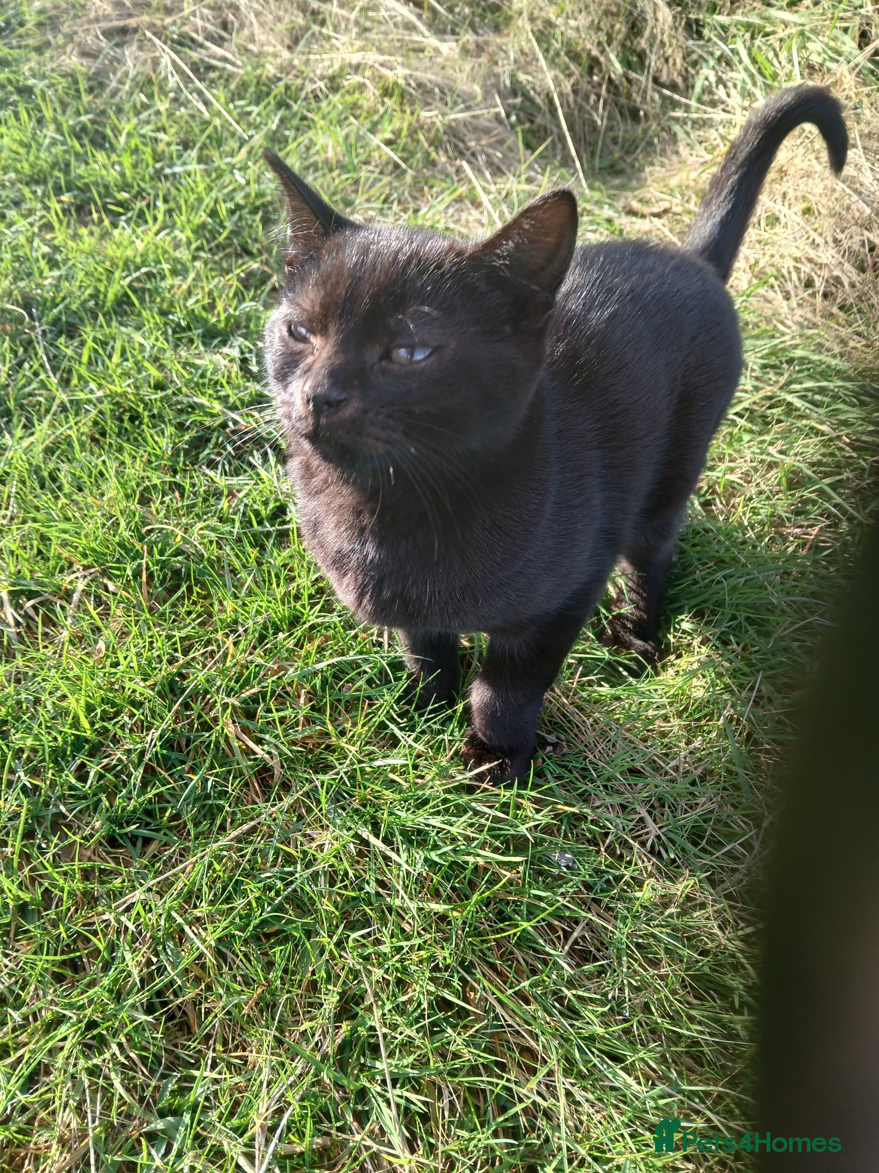 European cats Bollo - Advert 1