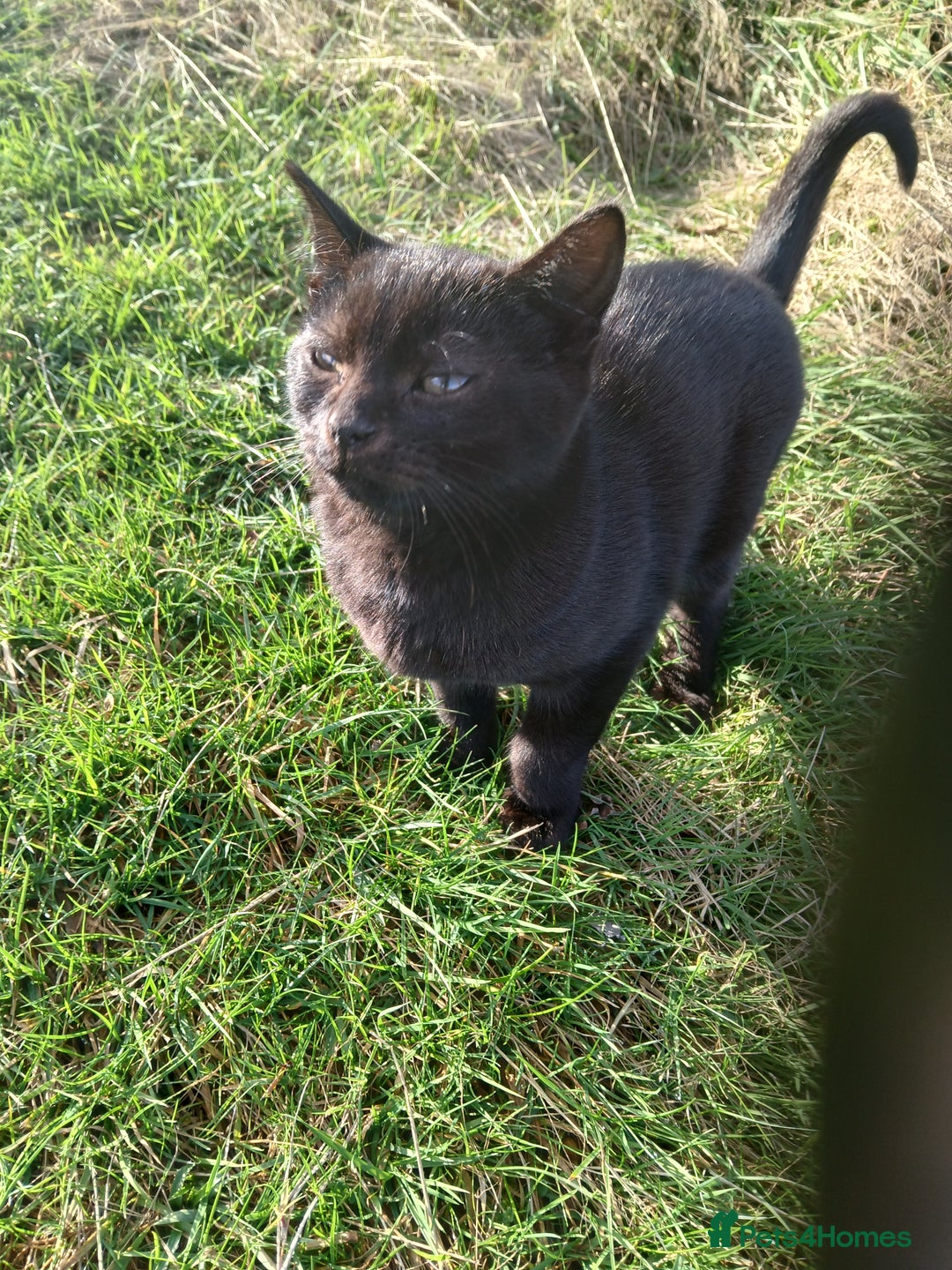 European cats for sale: Bollo - Advert 1