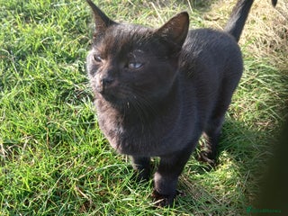 European cats Bollo - Advert 1