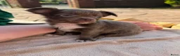 Chihuahua dogs for sale: 3 beautiful KC babies  - Advert 20