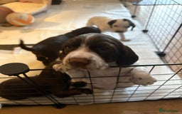 Mixed Breed dogs for sale: Sprockers cross  - Image 11