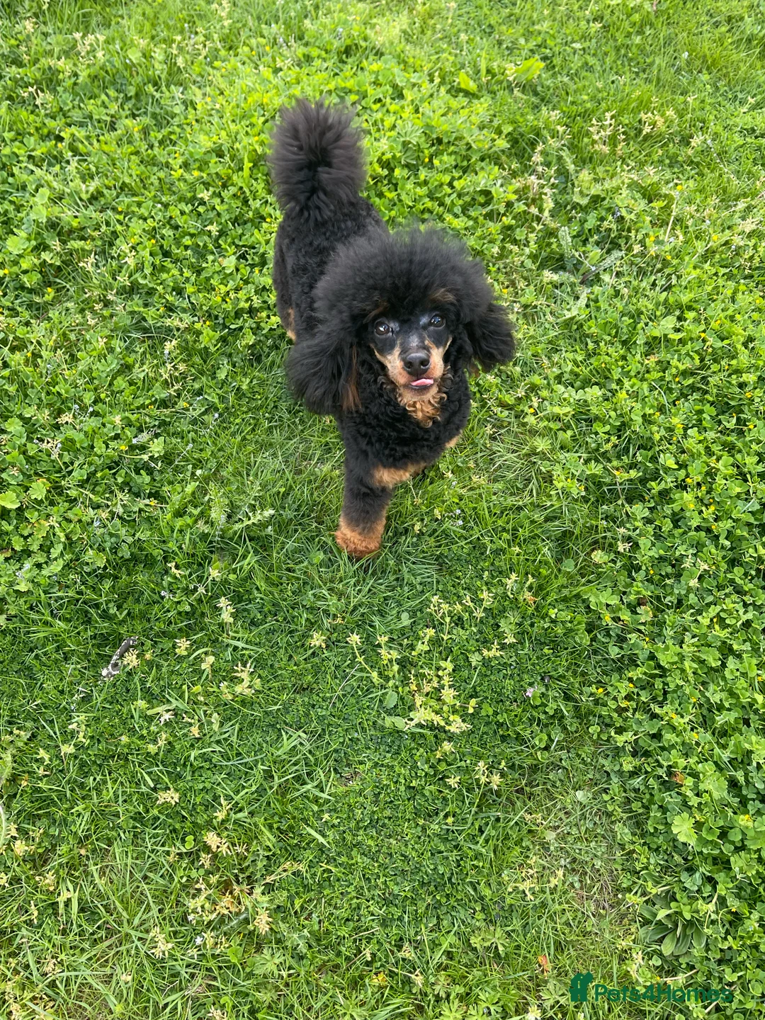 Toy Poodle dogs for stud: PHANTOM TOY POODLE AVAILABLE AT STUD in Grays - Advert 12