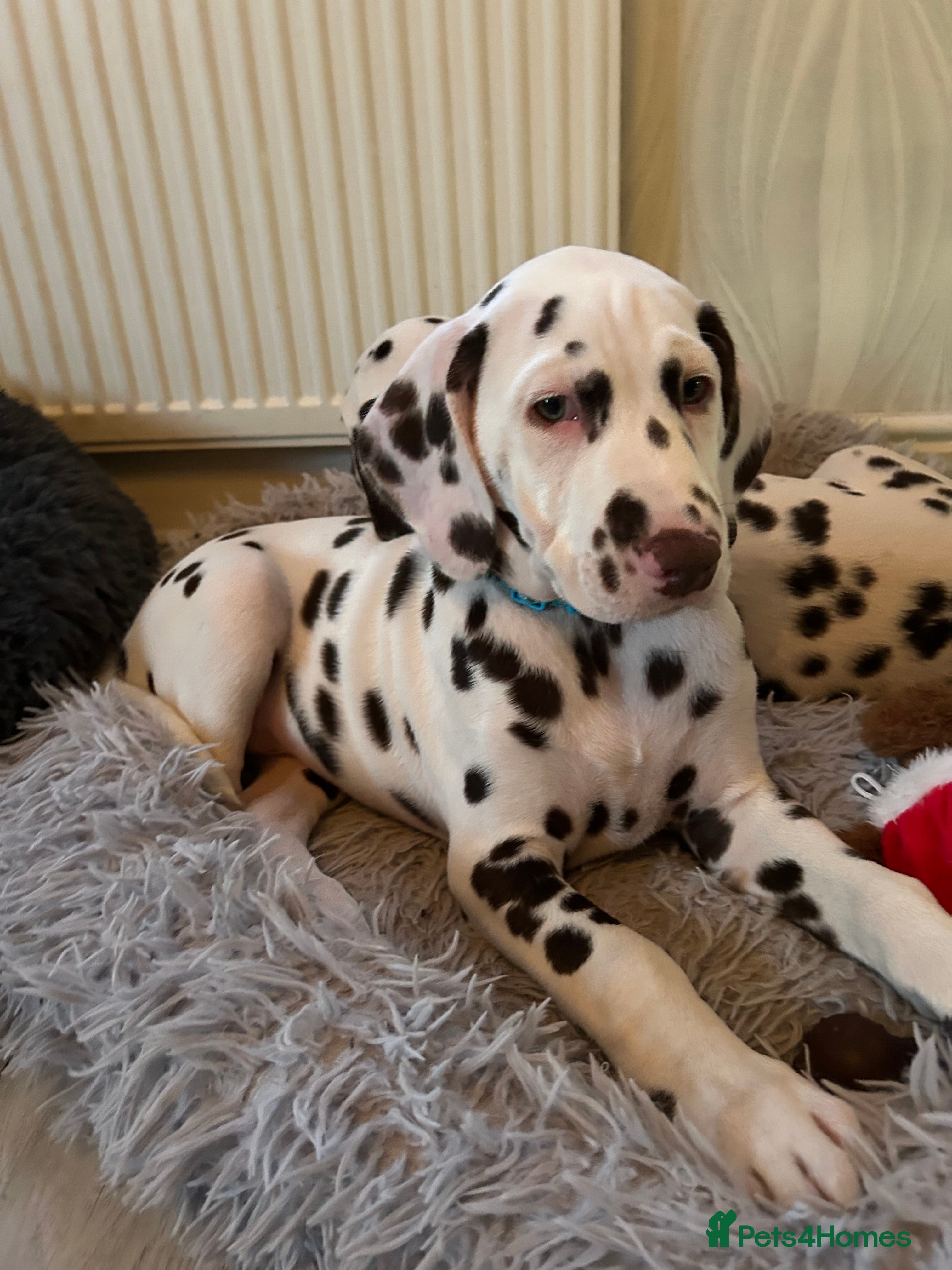 Dalmatian dogs This is an all liver litter of Dalmatian puppies - Advert 1