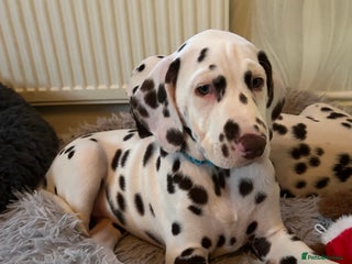 Dalmatian dogs This is an all liver litter of Dalmatian puppies - Advert 1