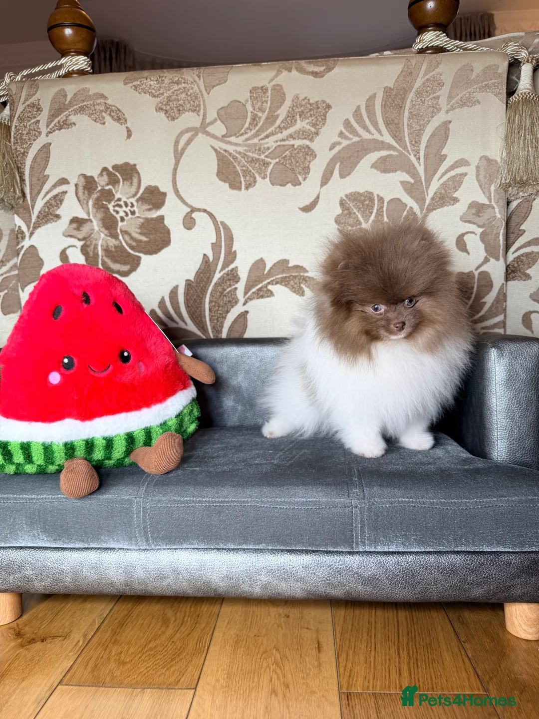 Pomeranian dogs for sale: Exclusive Lilac Party color Pomeranian Boy - Advert 31