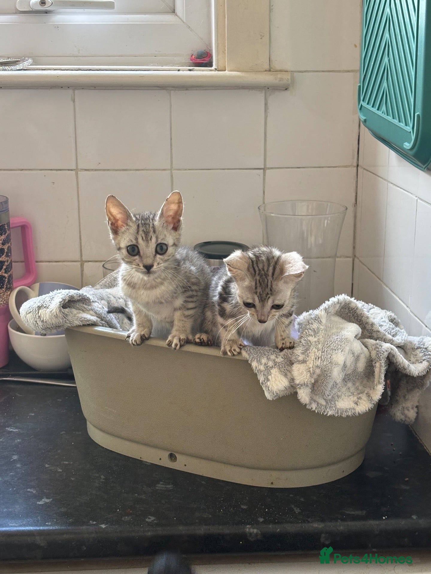 Bengal cats Stunning Silver boys  - Advert 1