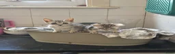 Bengal cats for sale: Stunning Silver boys  - Advert 1