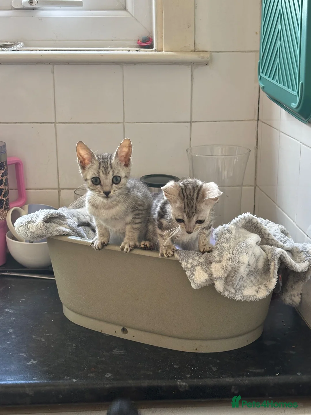 Bengal cats for sale: Stunning Silver boys  - Advert 1