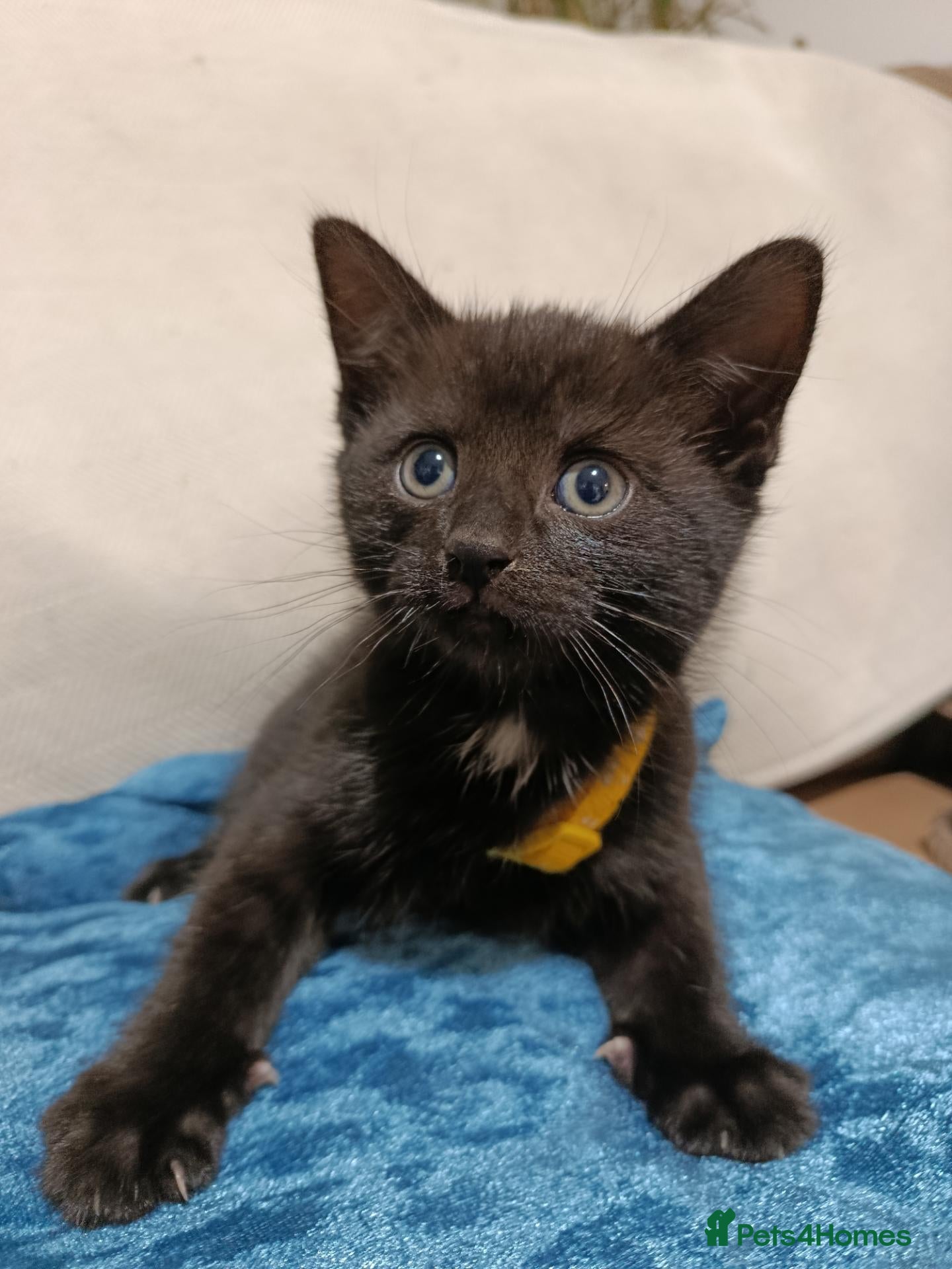 Mixed Breed cats for sale: ✨ 😺 Stunning Kitten - Advert 2