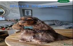 Cocker Spaniel dogs for sale: 5* LICENSED KC SHOW H/TESTED PUPPIES  - Image 29