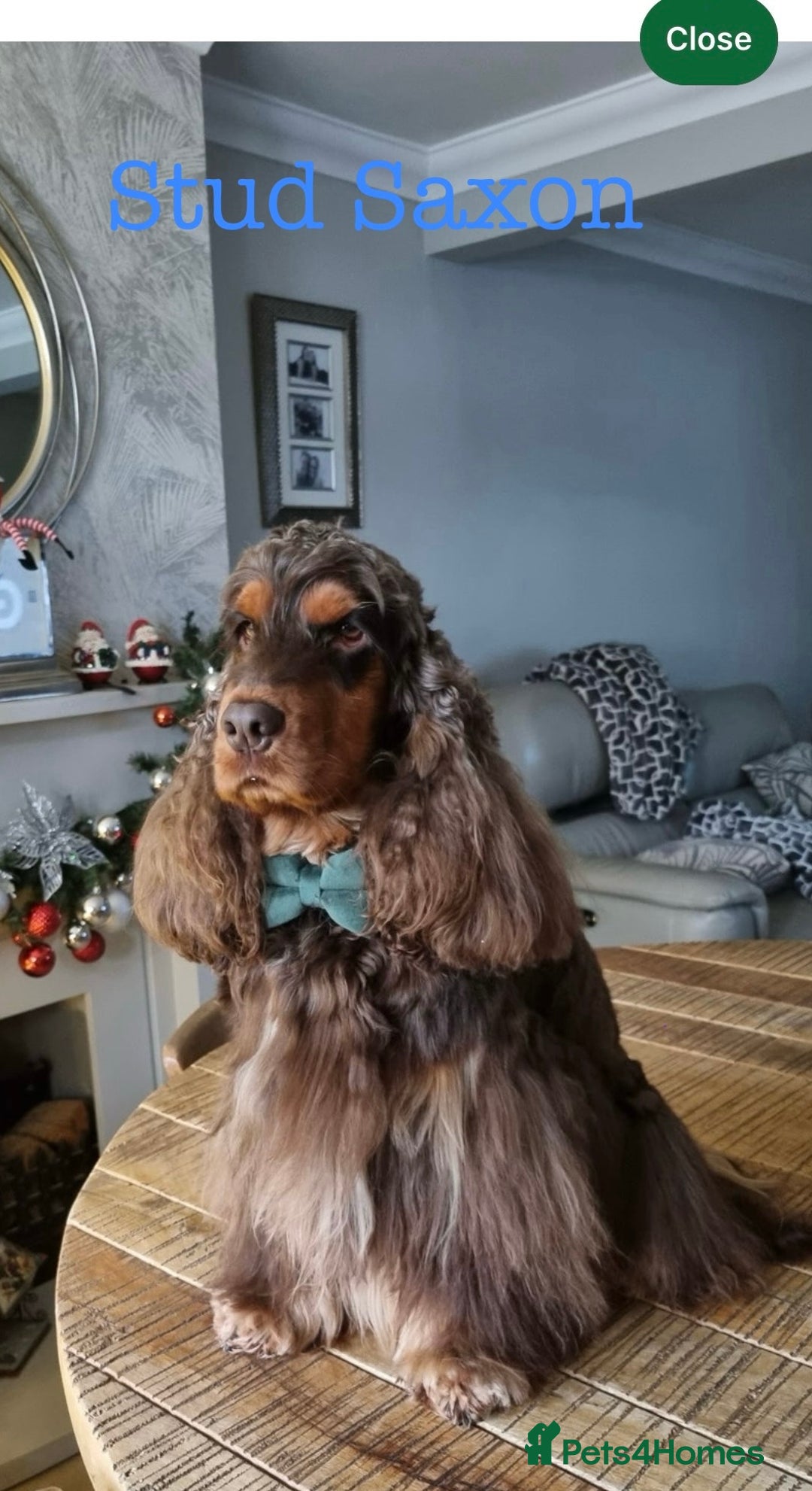 Cocker Spaniel dogs for sale: 5* LICENSED KC SHOW H/TESTED PUPPIES  - Image 29