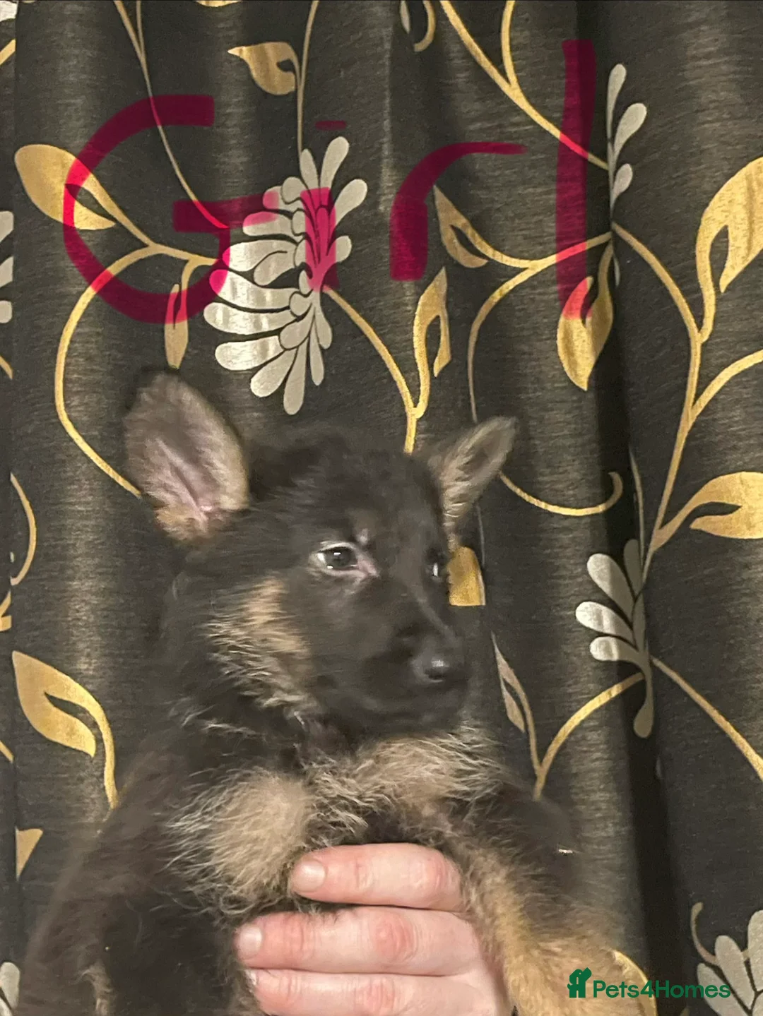 German Shepherd dogs for sale: German shepherd puppies ready now  in Sheffield - Advert 18
