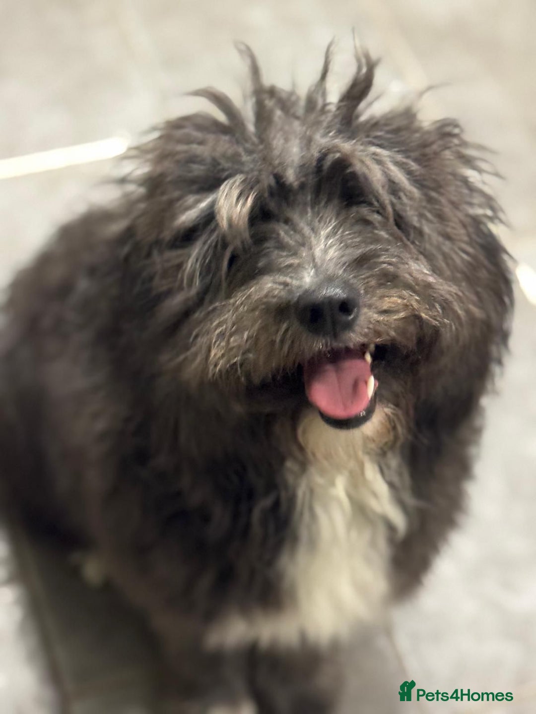 Mixed Breed dogs for adoption: Beautiful Jennifer needs a loving home - Advert 2