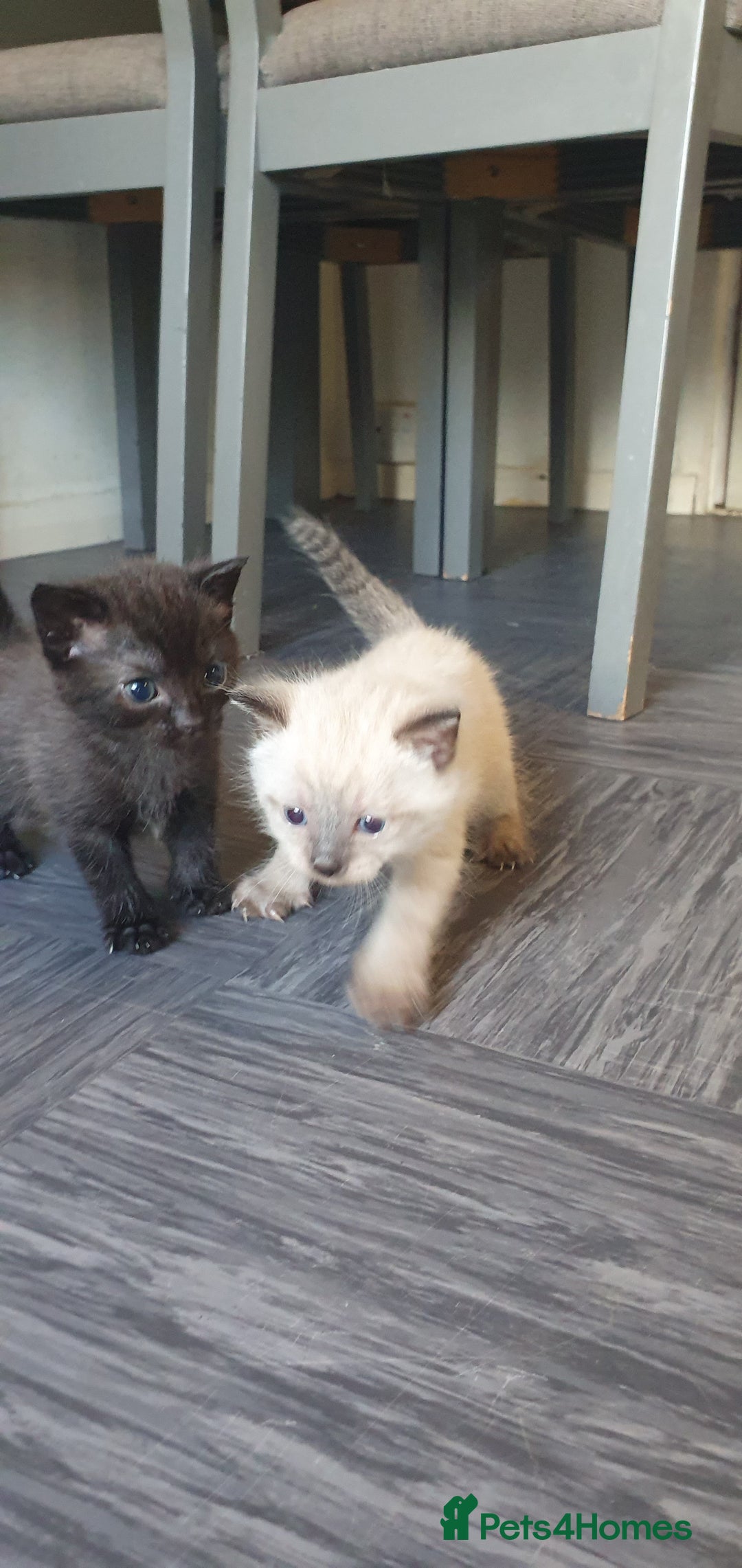 Tonkinese cats for sale: Beautiful tonkinese kittens  - Advert 6