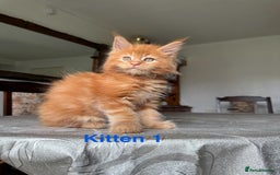 Maine Coon cats for sale: LARGE MAINE COON KITTENS - Image 2