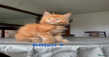 Maine Coon cats - Advert 4