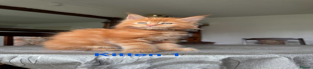 Maine Coon Kitten 1