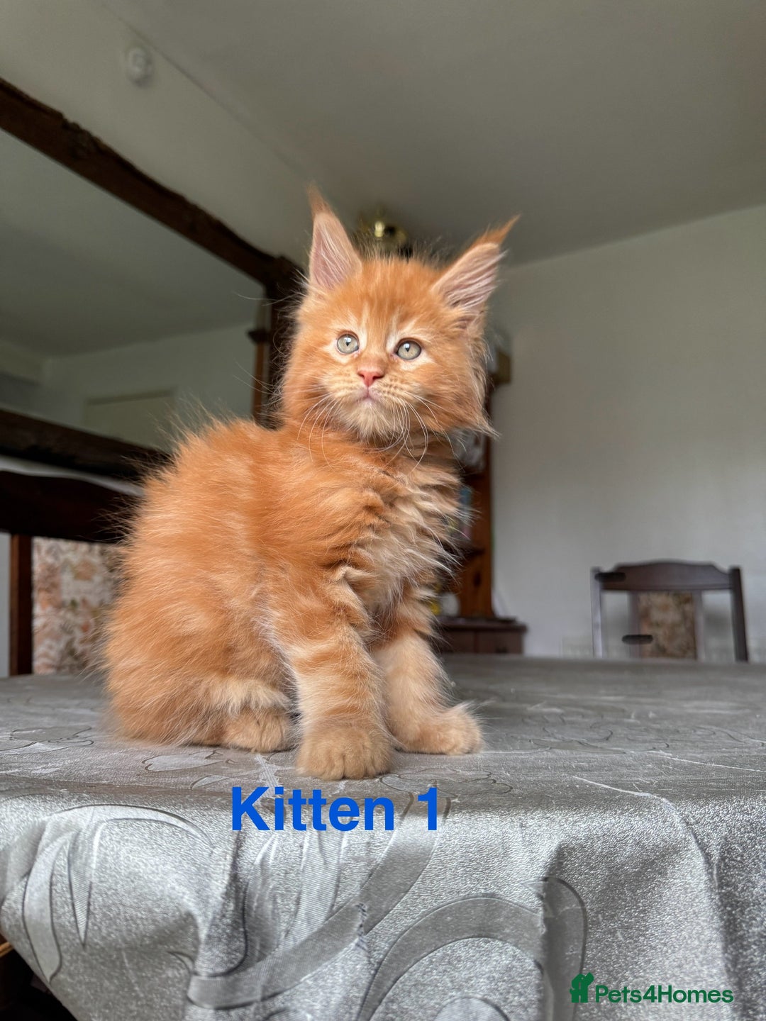 Maine Coon cats for sale: LARGE MAINE COON KITTENS - Image 2