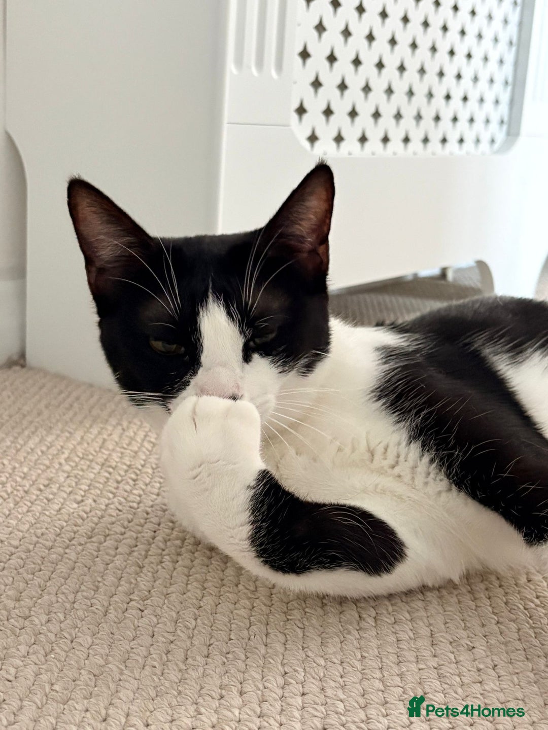 Mixed Breed cats for adoption: *Indoor cat* Misty:Talkative & Sensitive Soul 🤍🖤 - Advert 4