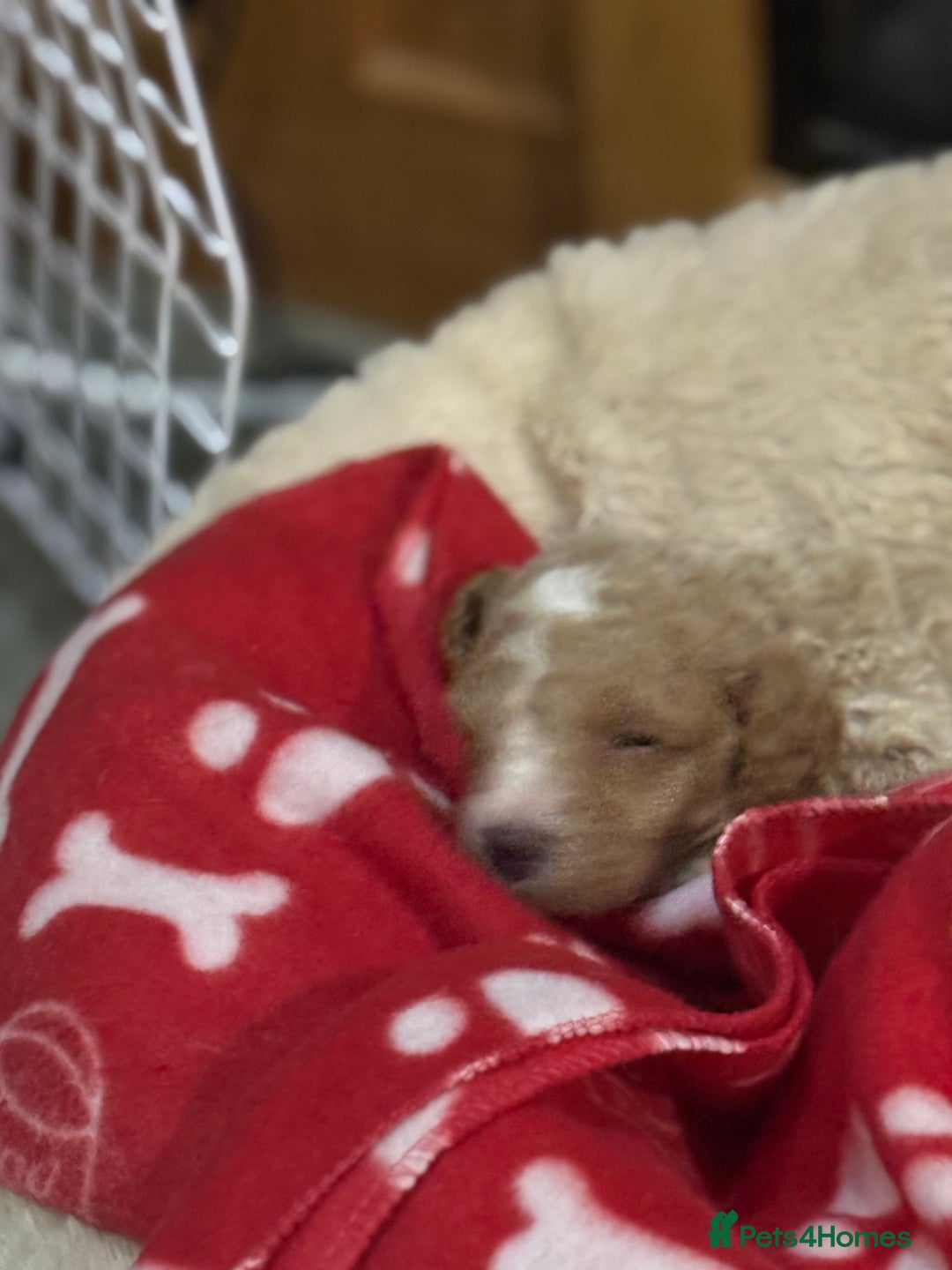 Australian Labradoodle dogs for sale: 5* health tested Australian labradoodles - Image 1