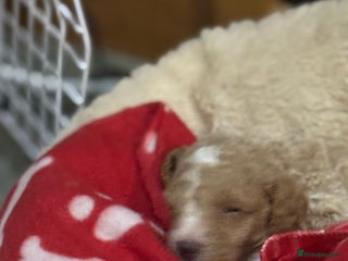 Australian Labradoodle dogs - Advert 6