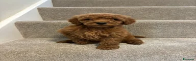 Miniature Poodle Puppy 5