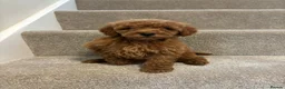 Miniature Poodle dogs for sale: Miniature poodle puppies  - Advert 12