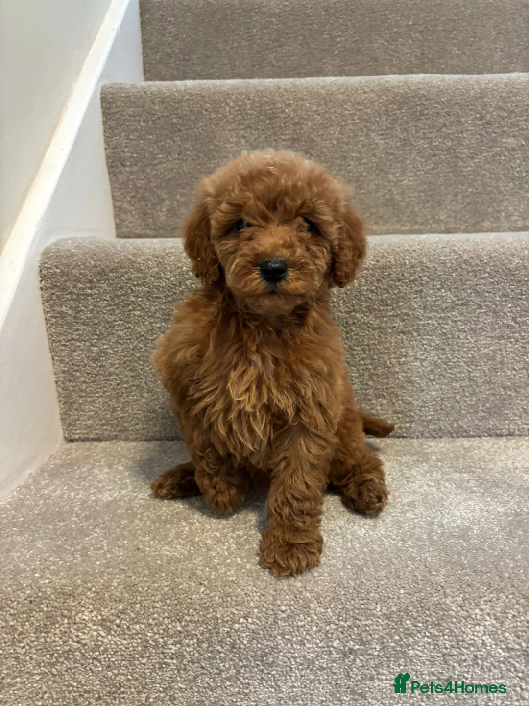 Miniature Poodle dogs for sale: Miniature poodle puppies  - Advert 12