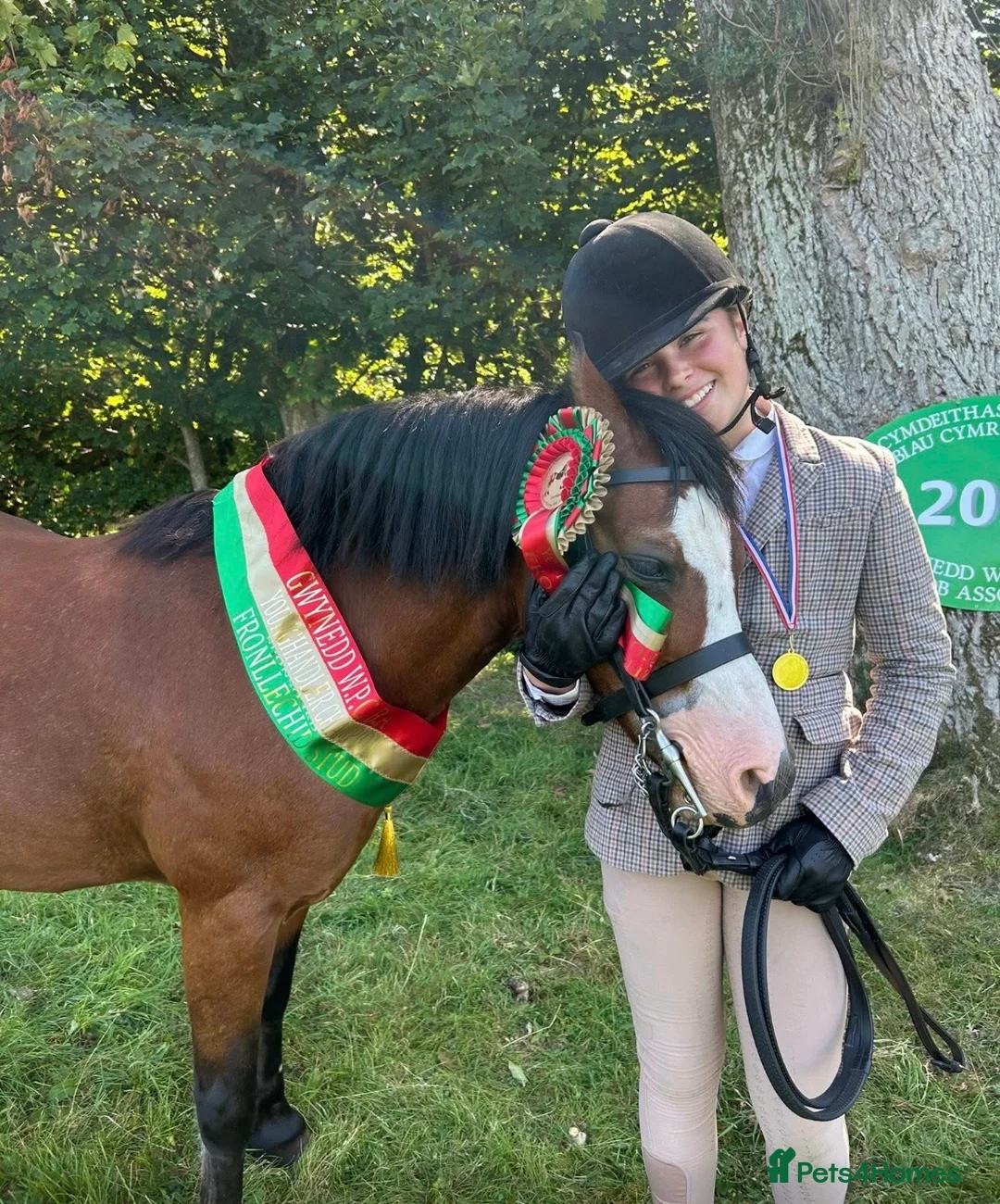 Welsh Section A horses for sale: Alfie - Advert 2