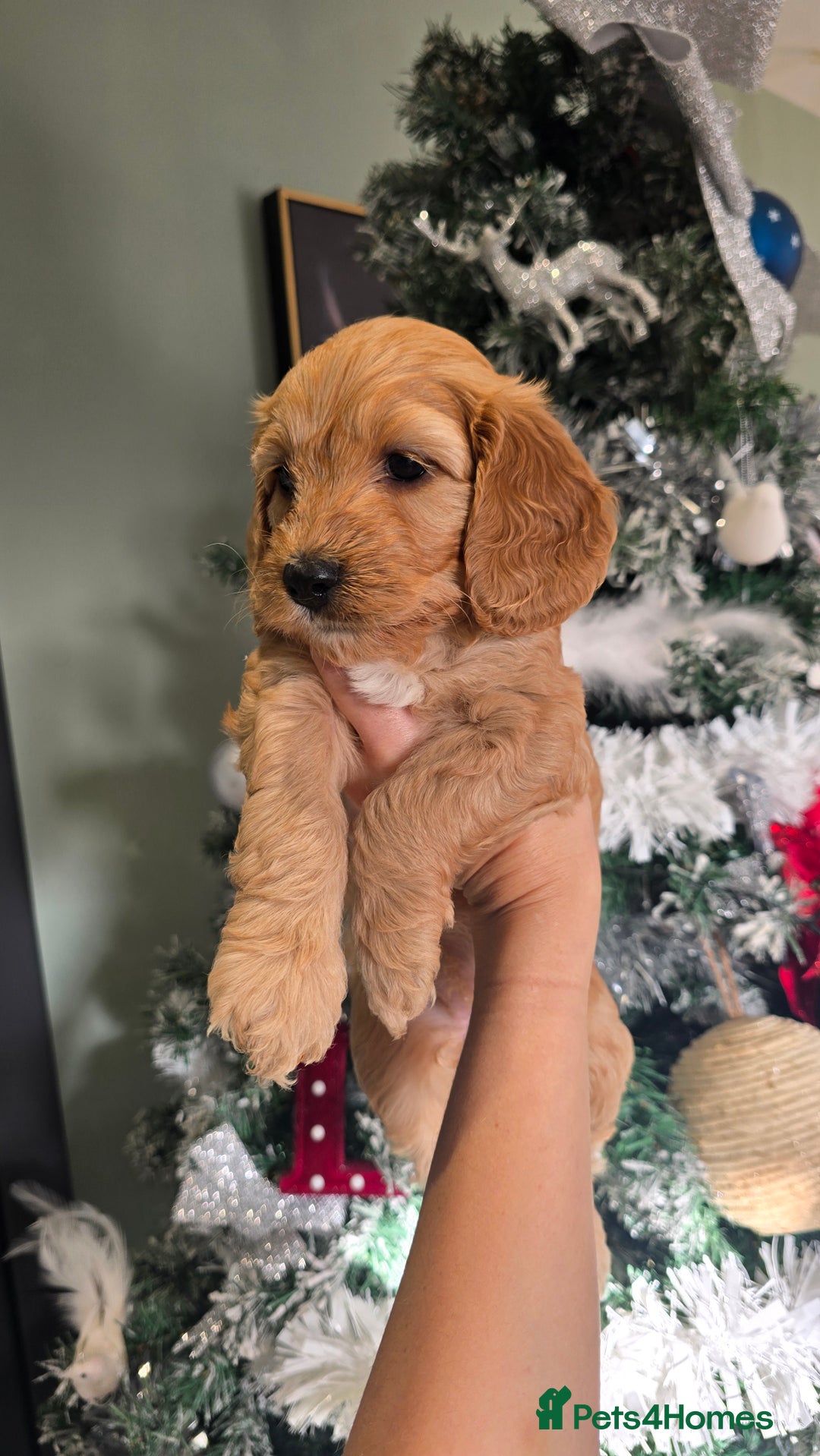 Cockapoo dogs for sale: Beautiful cockapoo puppies - Advert 14