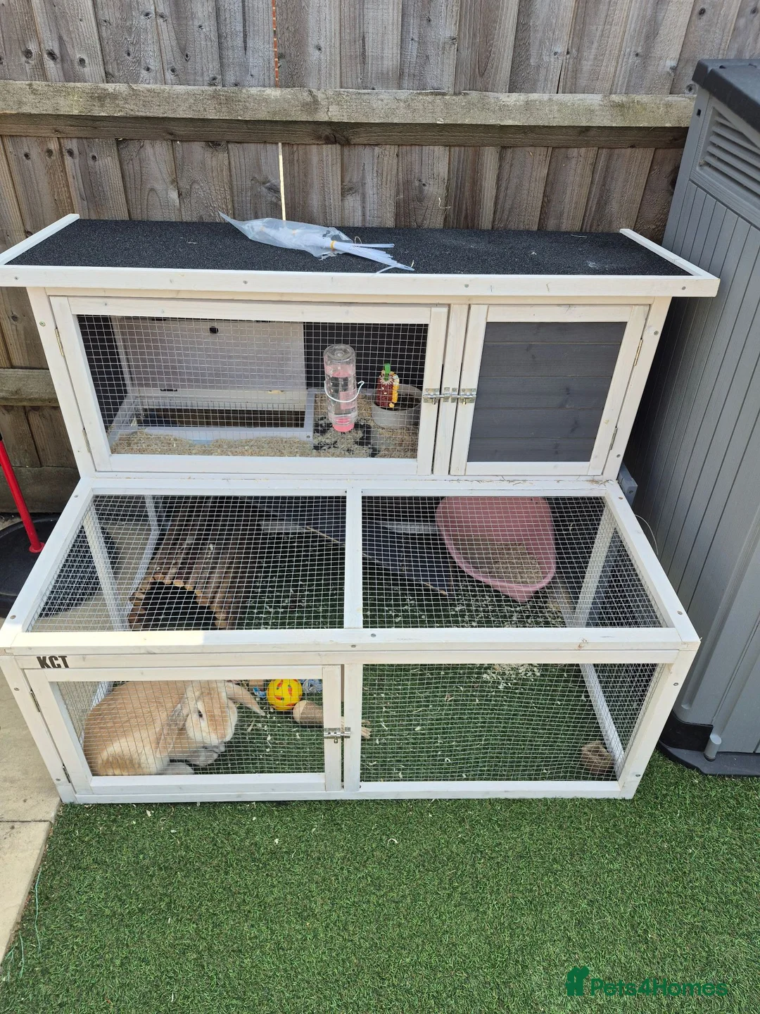 Mini Lop rabbits for sale: Beige Mini Lop Male For Rehome 1 year old in Yateley - Advert 2
