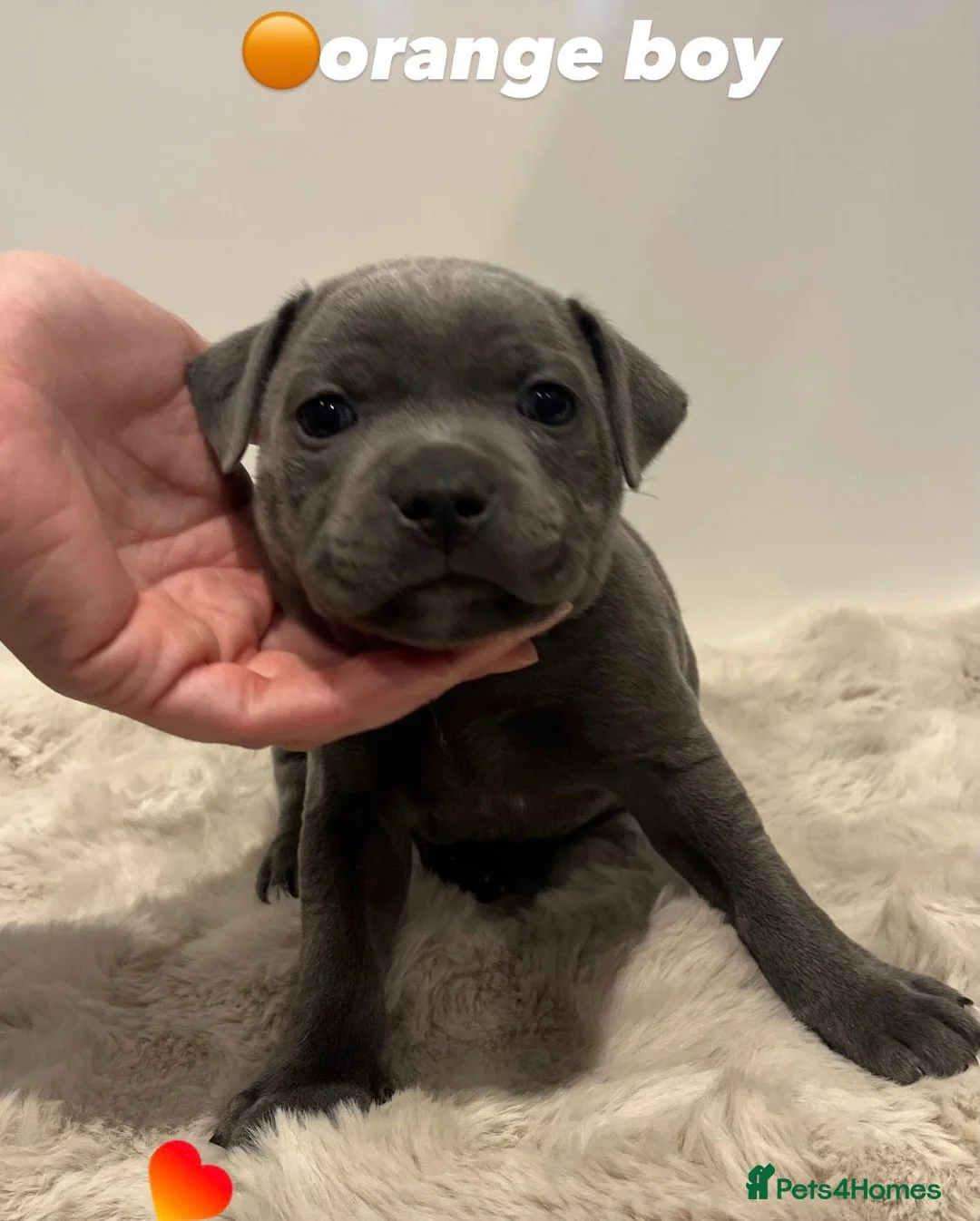 Staffordshire Bull Terrier dogs for sale: Geministaffs zee&maximus (open to offers) - Advert 2