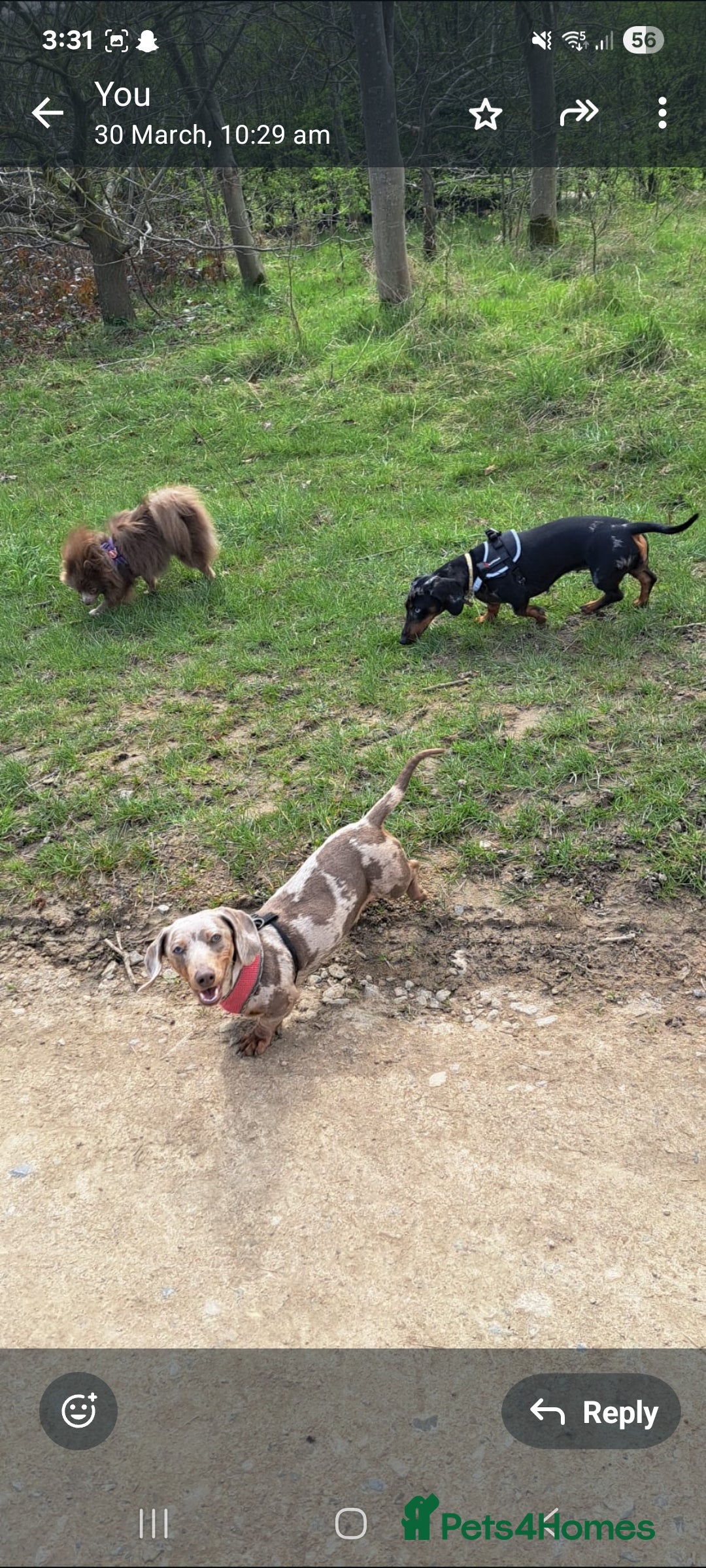 Dachshund dogs for sale: Beautiful Dachshund Puppies REDUCED  - Image 22