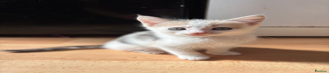 Mixed Breed Kitten 4