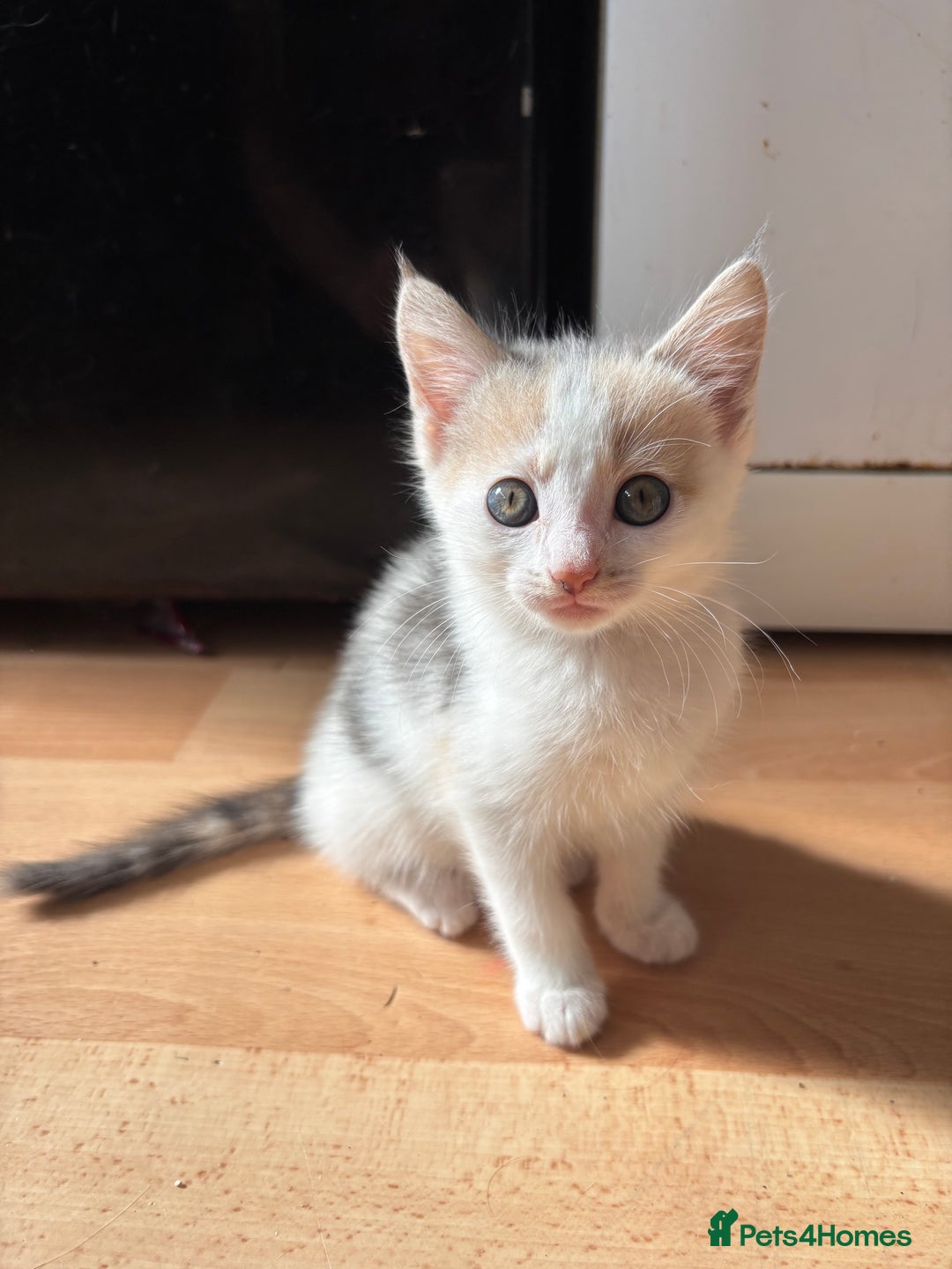 Mixed Breed cats for sale: 5 Adorable Fluffy White Playful Kittens  - Image 33