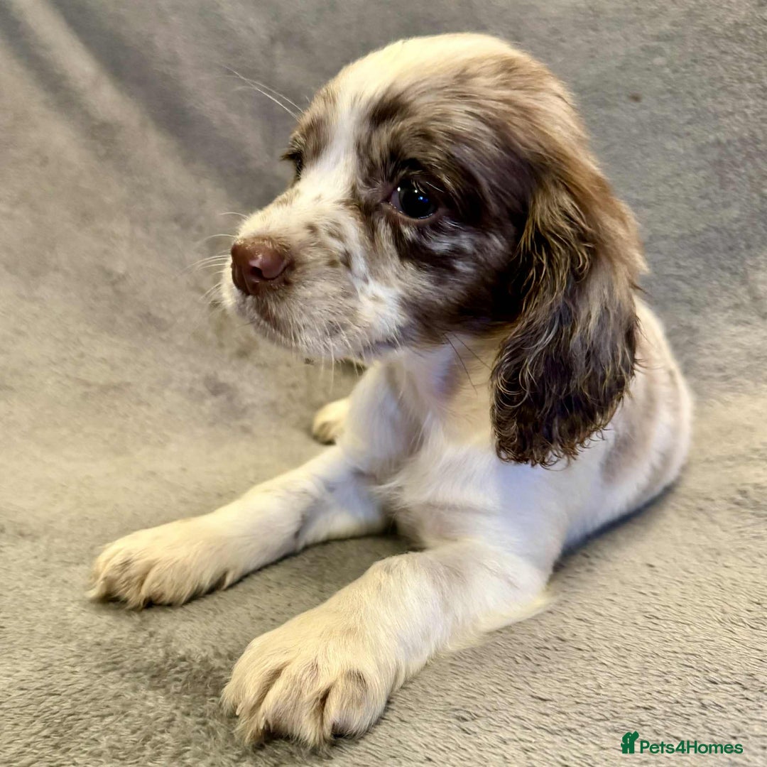 Sprocker dogs for sale: **LAST PUP** Beautiful Sprocker pups - Advert 12