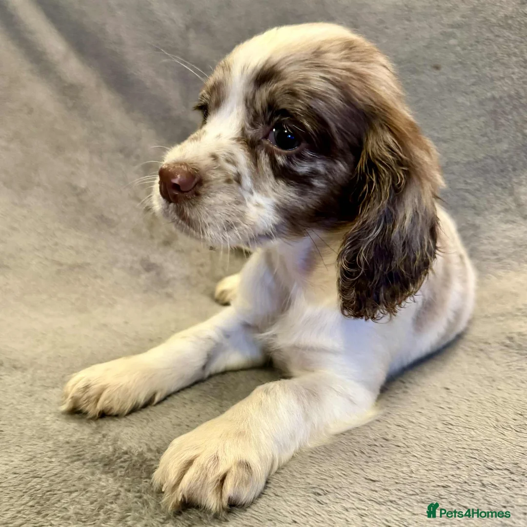 Sprocker dogs for sale: **LAST PUP** Beautiful Sprocker pups - Advert 8