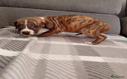 Mixed Breed dogs for sale: Mastiff cross  - Image 5