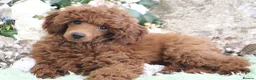 Cavapoo dogs for sale: *HEALTH TESTED* Cavapoo Puppies - Advert 27