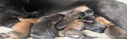 Belgian Shepherd Dog dogs for sale: Gorgeous puppies for sale! - Advert 3